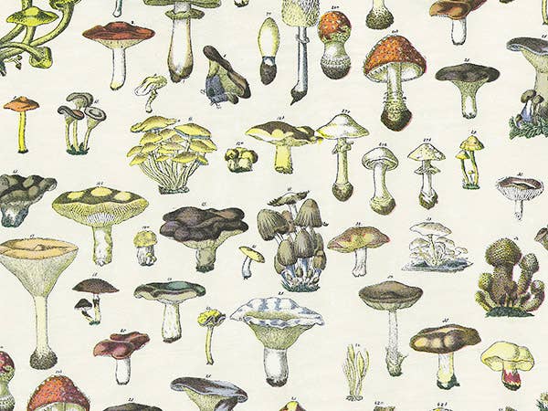 Floral & Nature Print Tissue Paper Sheets